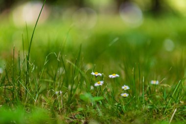 Orman papatyaları, çok bulanık bir arka planı var..