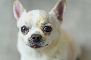 Gri arka planda bir chihuahua portresi