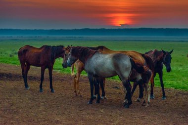 Atlar şafakta otlar.