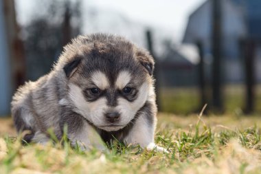 Genç kurt köpek çimenlerde oynuyor..