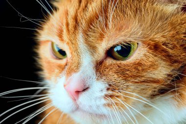 Güzel kırmızı kedi siyah arka planda