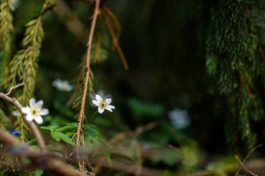 Ormandaki kır çiçekleri. Yakın plan..