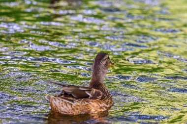 Ördekler gölette yüzer.