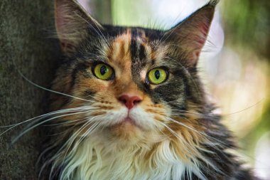 Evcil bir Maine Rakunu bir yaz parkında ağaçta oturur..