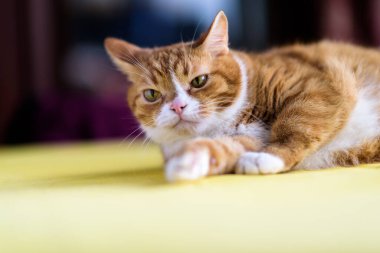 Sarı masada yatan kırmızı kedi..