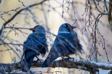 Bir karga dalların arasında bir ağaçta oturur.