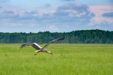 Bir leylek yaz otlağının üzerinde uçar. Fotoğraflı yakın plan..
