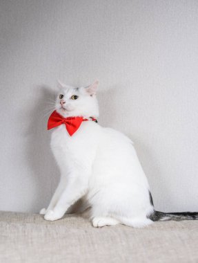 Beyaz evcil bir kedinin portresi