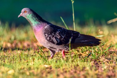 Sabahları şehrin çimlerine atlarım.