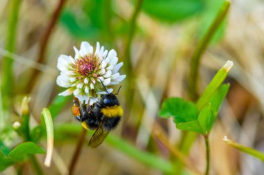 Arı yonca çiçeğinin üzerinde bal toplar. Yakından çekilmiş..