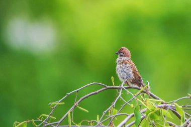 Bir serçe ağaç dalında oturur, yeşil bir arka planda yakın plan çekilir..