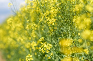 Açan kolza tohumu tarlası. Yazın öğleden sonra yakın çekim..