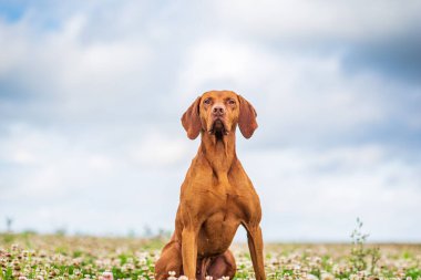 Arka ayaklarının üzerinde oturan bir Macar Vizsla portresi..