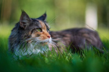 Parktaki Maine Rakun Kedi portresi. Fotoğraflı yakın plan..