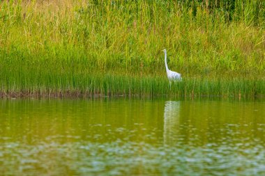Sazlıkların arasında beyaz bir balıkçıl duruyor..