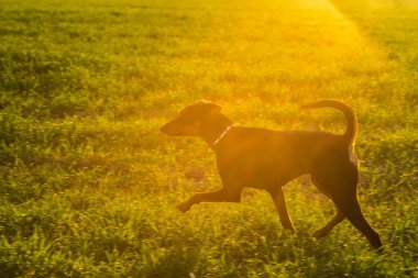 Alman Pincher sahada eğleniyor.