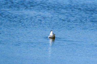 Suda yüzen yalnız bir martı.