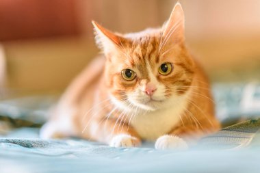 Kırmızı kedi kanepede yatıyor. Yakından çekilmiş..