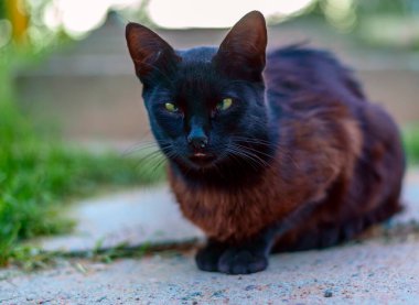 Pis kara gezgin kedi