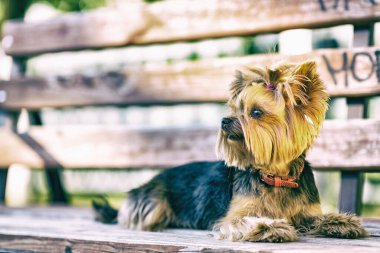 Parktaki Yorkshire Teriyeri. Yüksek anahtarla çekilmiş..