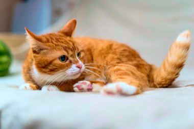 Kızıl bir kedinin stüdyo portresi