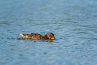 Göldeki ördek balıklar için dalıyor. Yakından çekilmiş.