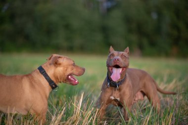 İki Amerikan pitbull teriyeri ormanın yakınındaki bir arazide oynuyorlar..