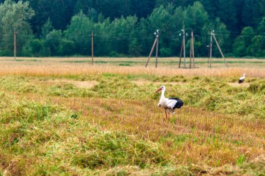 Bir leylek tarlada yürüyor..