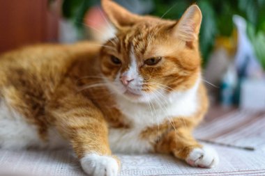 Korkmuş bir kedinin portresi..