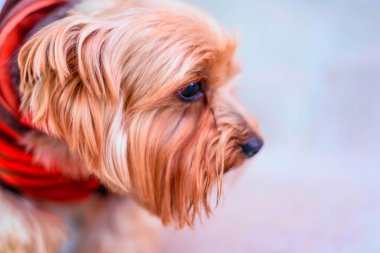 Yorkshire Teriyerinin Portresi