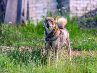 Evi koruyan tasmalı bir köpeğin portresi.