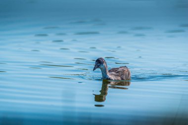 Yalnız bir ördek yazın gölde yüzer..