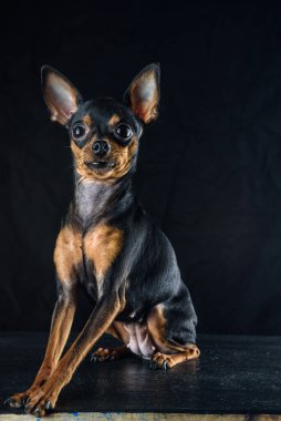 Siyah arka planda küçük bir köpek..
