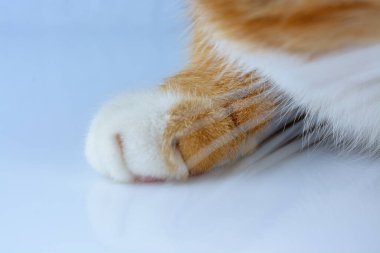 Kızıl bir kedinin pençeleri yakın plan çekilmiş.