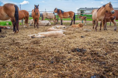 Atlar ağıldaki bir çiftlikte otlar. Fotoğraflı yakın plan..
