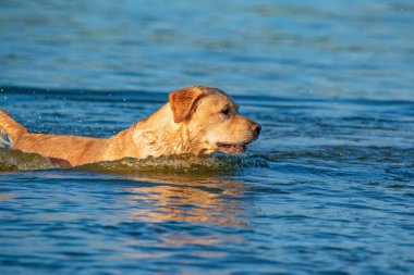 Labrador yeniden dokumacı gölde yüzüyor. Fotoğraflı yakın plan..