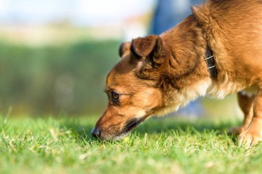 Evcil köpek yazın çimlerin üzerinde tasmayla oynar..