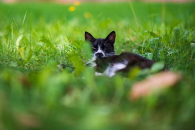 Kara kedi yeşil çimlerin üzerinde yatıyor..