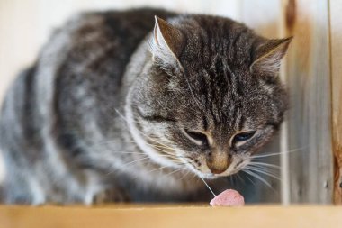 Gri kedi ahşap bir zeminde yemek yer.