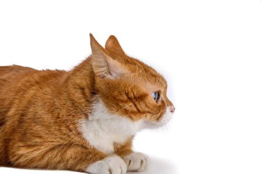 Zencefilli kedi portresine bak