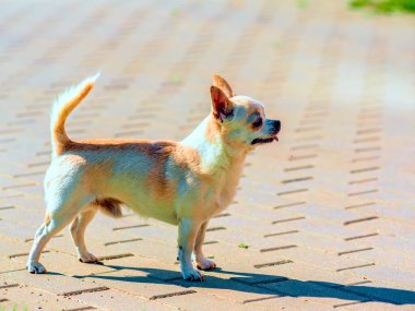 Chihuahua bahçede oynuyor.