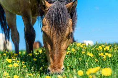 Atlar karahindiba yiyor.