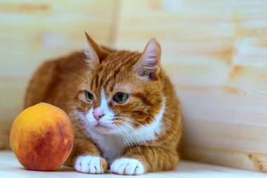 Şeftalinin yanındaki kırmızı kedinin portresi.