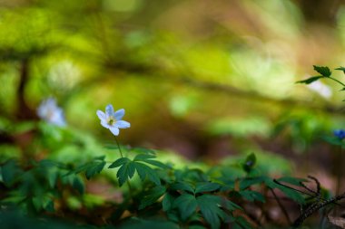 Çayırdaki çiçekler güneşli bir günde kapanıyor.