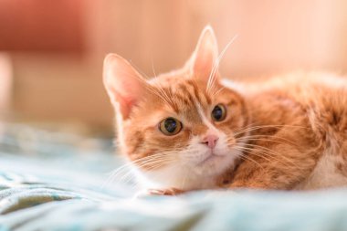 Kırmızı kedi kanepede yatıyor. Yakından çekilmiş..