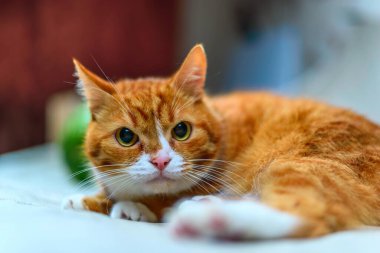 Kızıl bir kedinin stüdyo portresi