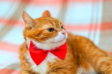 Kırmızı kelebekli kırmızı bir kedi portresi