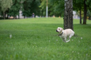 Genç Labrador parkta oynuyor. Yakından çekilmiş..
