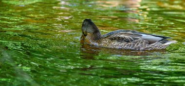 Ördekler gölette yüzer.
