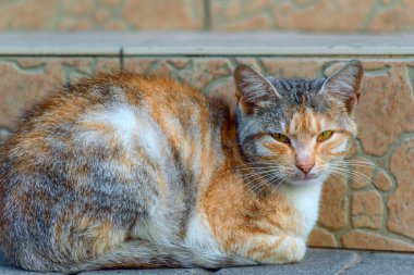 Sokaktaki verandada güzel bir kedi